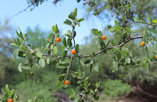  Celtis pallida