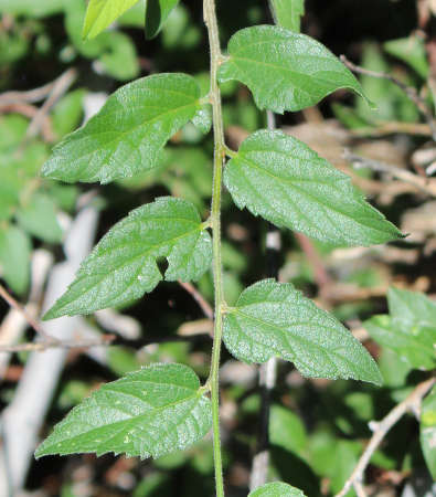  Celtis reticulata