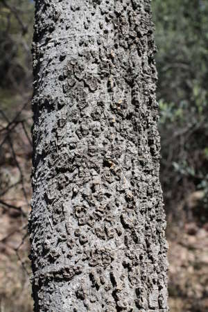  Celtis reticulata