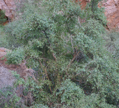  Celtis reticulata