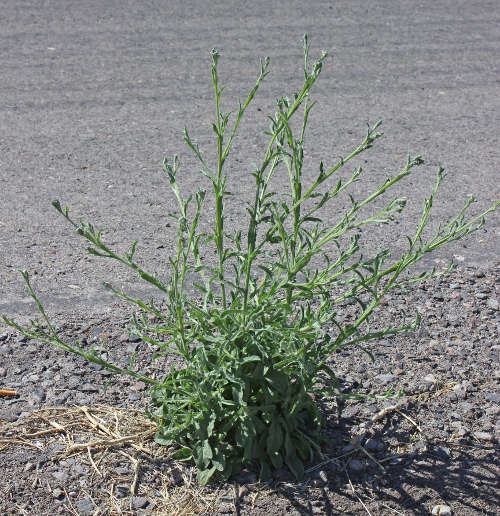  Centaurea melitensis