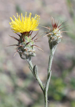  Centaurea melitensis