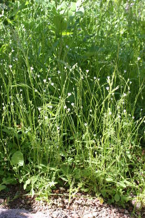  Cerastium texanum