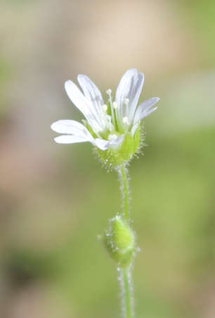  Cerastium texanum