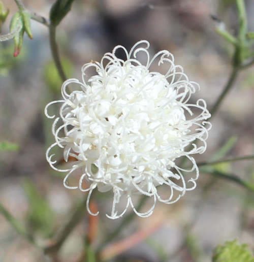  Chaenactis carphoclinia v. carphoclinia