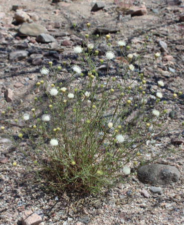  Chaenactis carphoclinia v. carphoclinia