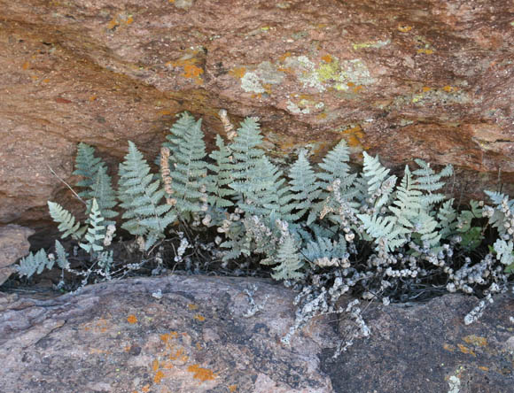  Cheilanthes lindheimeri (Hooker)