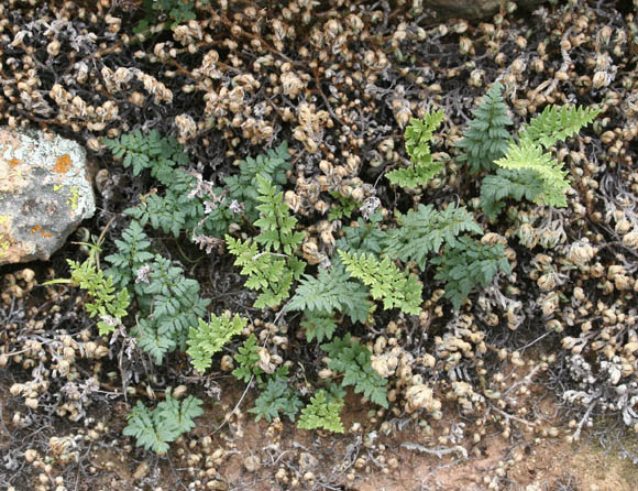  Cheilanthes wrightii Hooker 