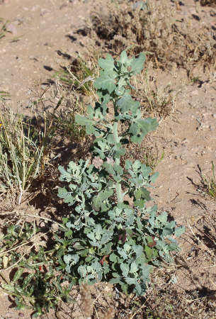  Chenopodium watsonii