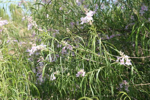  Chilopsis linearis ssp. Arcuata