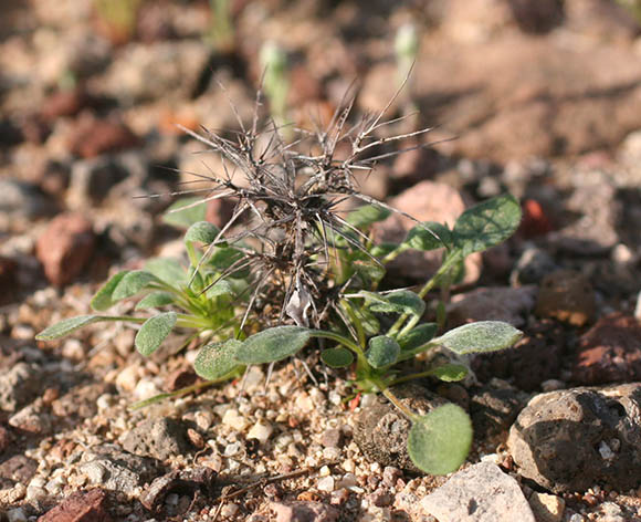  Chorizanthe rigida