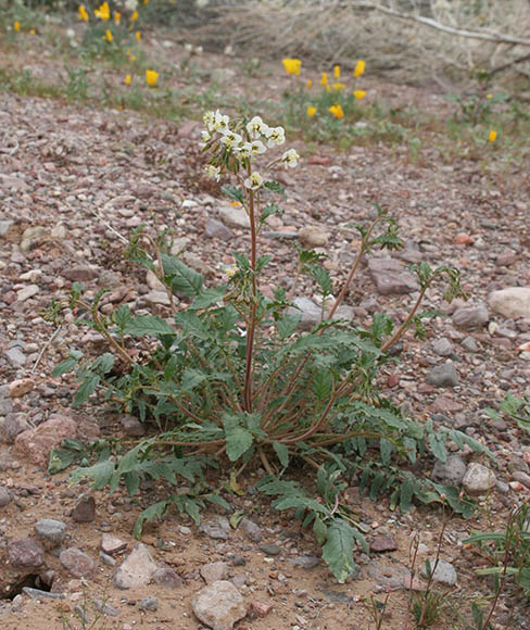  Chylismia claviformis ssp.peeblesii