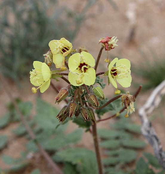  Chylismia claviformis ssp.rubescens