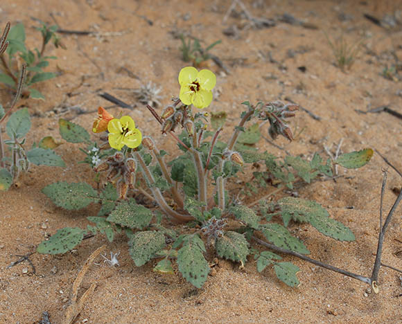  Chylismia claviformis ssp.rubescens