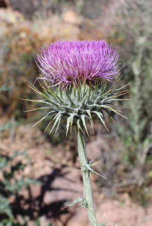  Cirsium neomexicanum