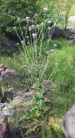  Cirsium neomexicanum