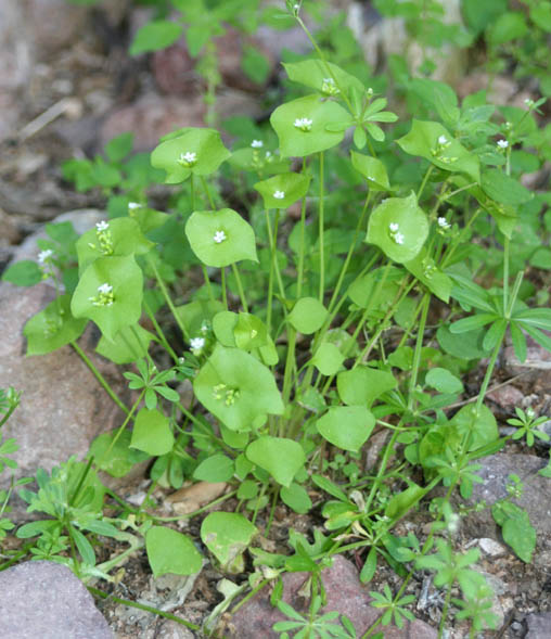  Claytonia perfoliata Donn ex Willdenow subsp. mexicana (Rydberg) J.M. Miller & K.L. Chambers 