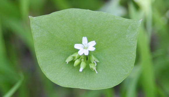  Claytonia perfoliata Donn ex Willdenow subsp. mexicana (Rydberg) J.M. Miller & K.L. Chambers 