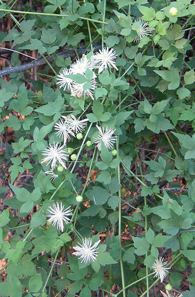  Clematis drummondii