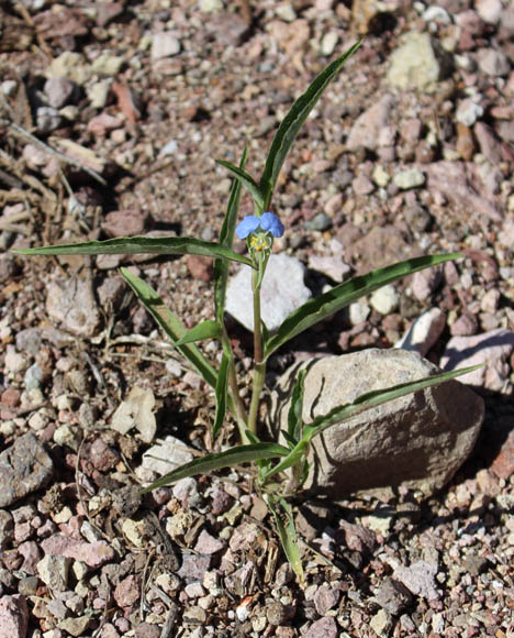  Commelina erecta