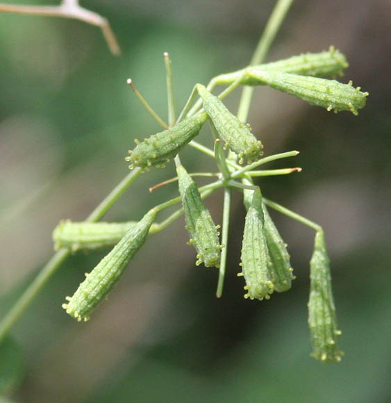  Commicarpus scandens