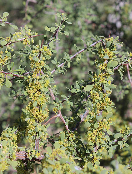  Condalia globosa v.pubescens