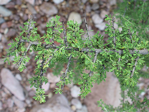  Condalia globosa v.pubescens