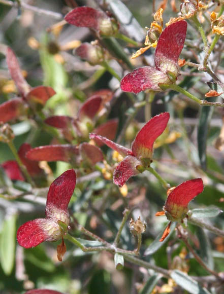  Cottsia gracilis