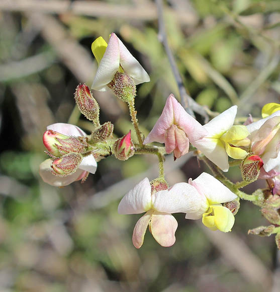  Coursetia glandulosa