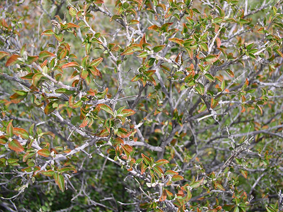  Croton sonorae