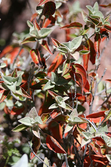  Croton sonorae