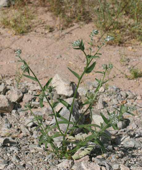  Cryptantha barbigera