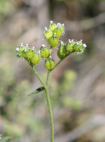  Cryptantha pterocarya var. cycloptera