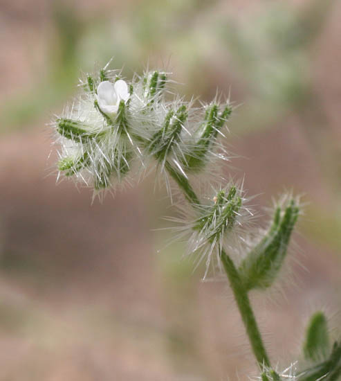  Cryptantha barbigera