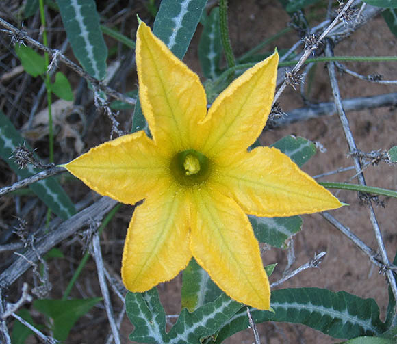  Cucurbita digitata