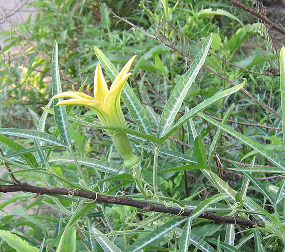  Cucurbita digitata