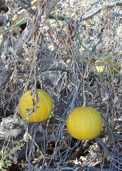  Cucurbita digitata