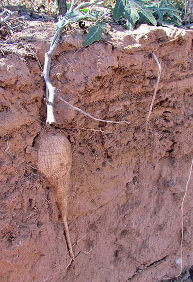  Cucurbita digitata