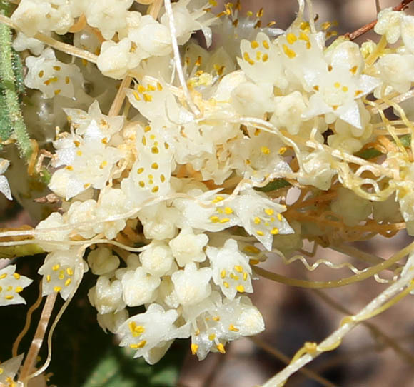  Cuscuta tuberculata