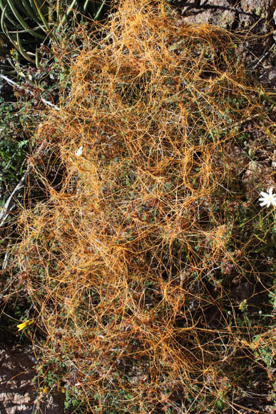  Cuscuta californica v. californica