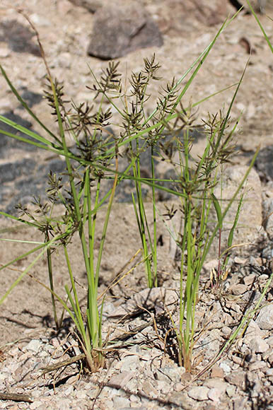  Cyperus flavicomus Michaux