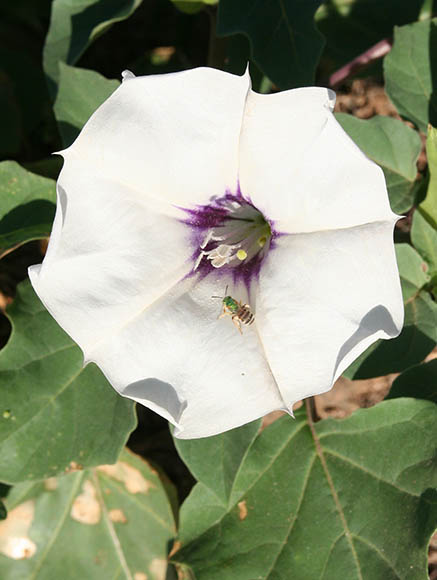  Datura discolor Bernhardi