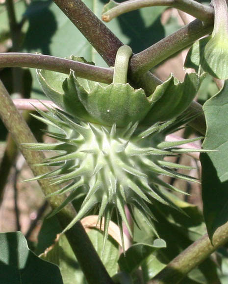  Datura discolor Bernhardi