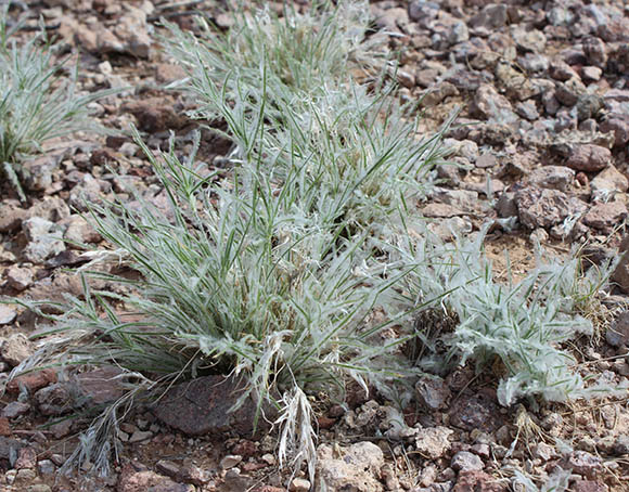  Dasyochloa pulchella