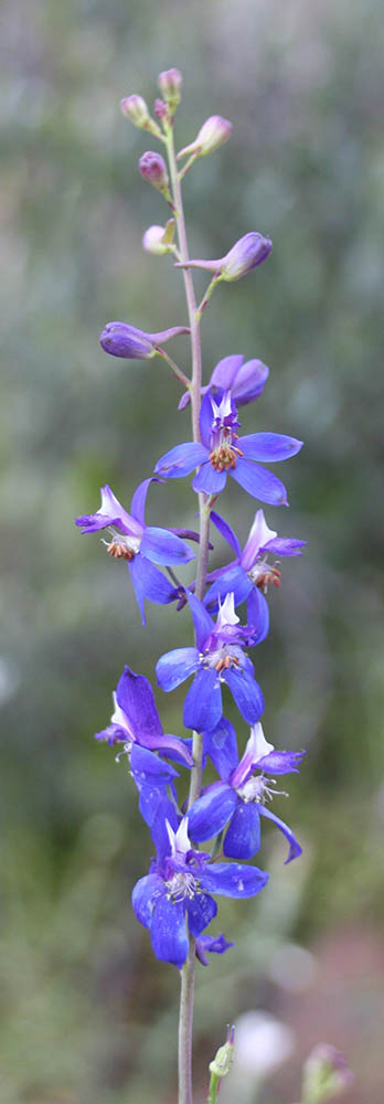  Delphinium scaposum