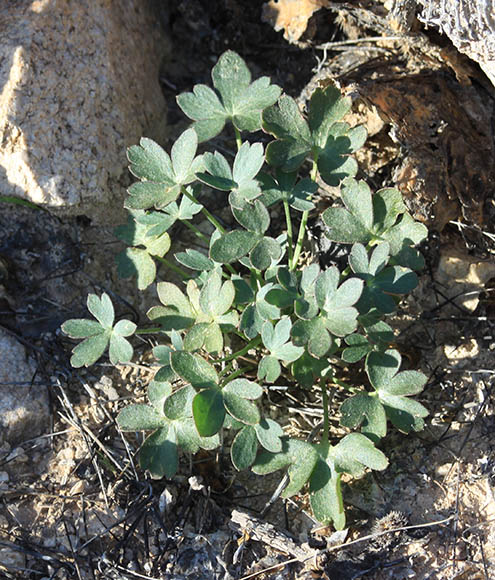  Delphinium scaposum