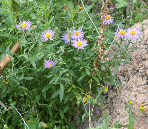  Dieteria asteroides v. glandulosa