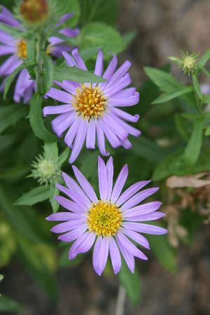  Dieteria asteroides v. glandulosa