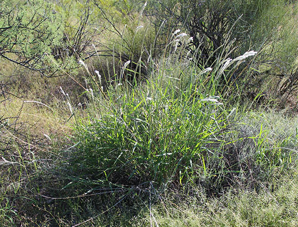  Digitaria californica v.californica