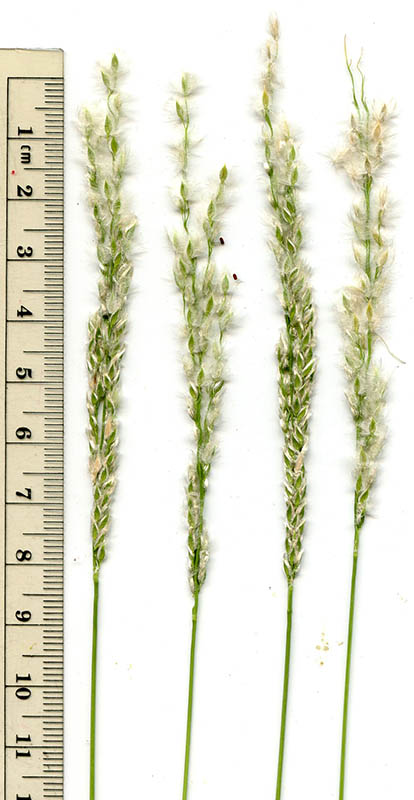  Digitaria californica v.californica